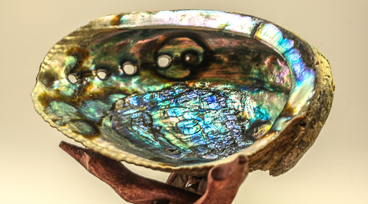 Joias Divinas do Mar : Concha Abalone ( Parte 3)